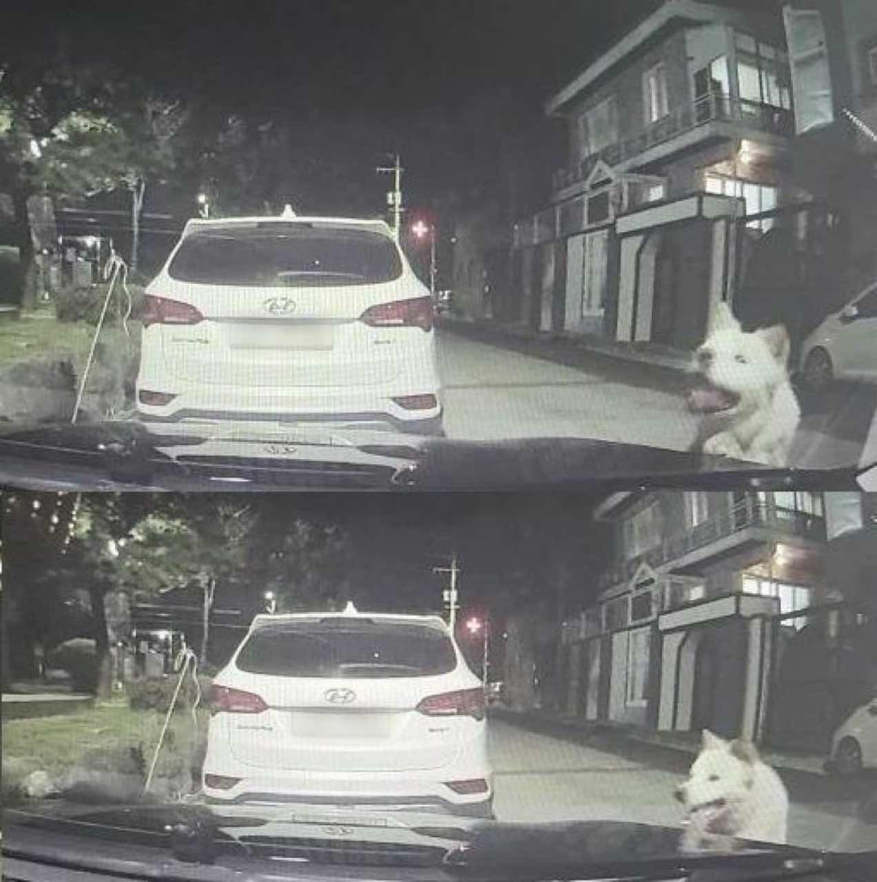 옆집 개가 내 車를 물어 뜯었는데.. 게시글 썸네일