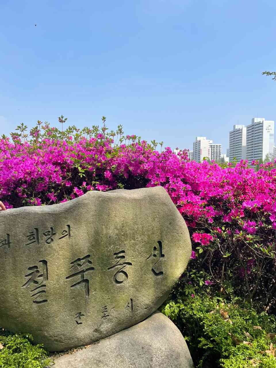 철쭉이 절정이네요 이미지1
