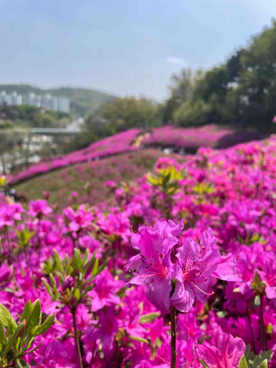철쭉이 절정이네요 이미지2