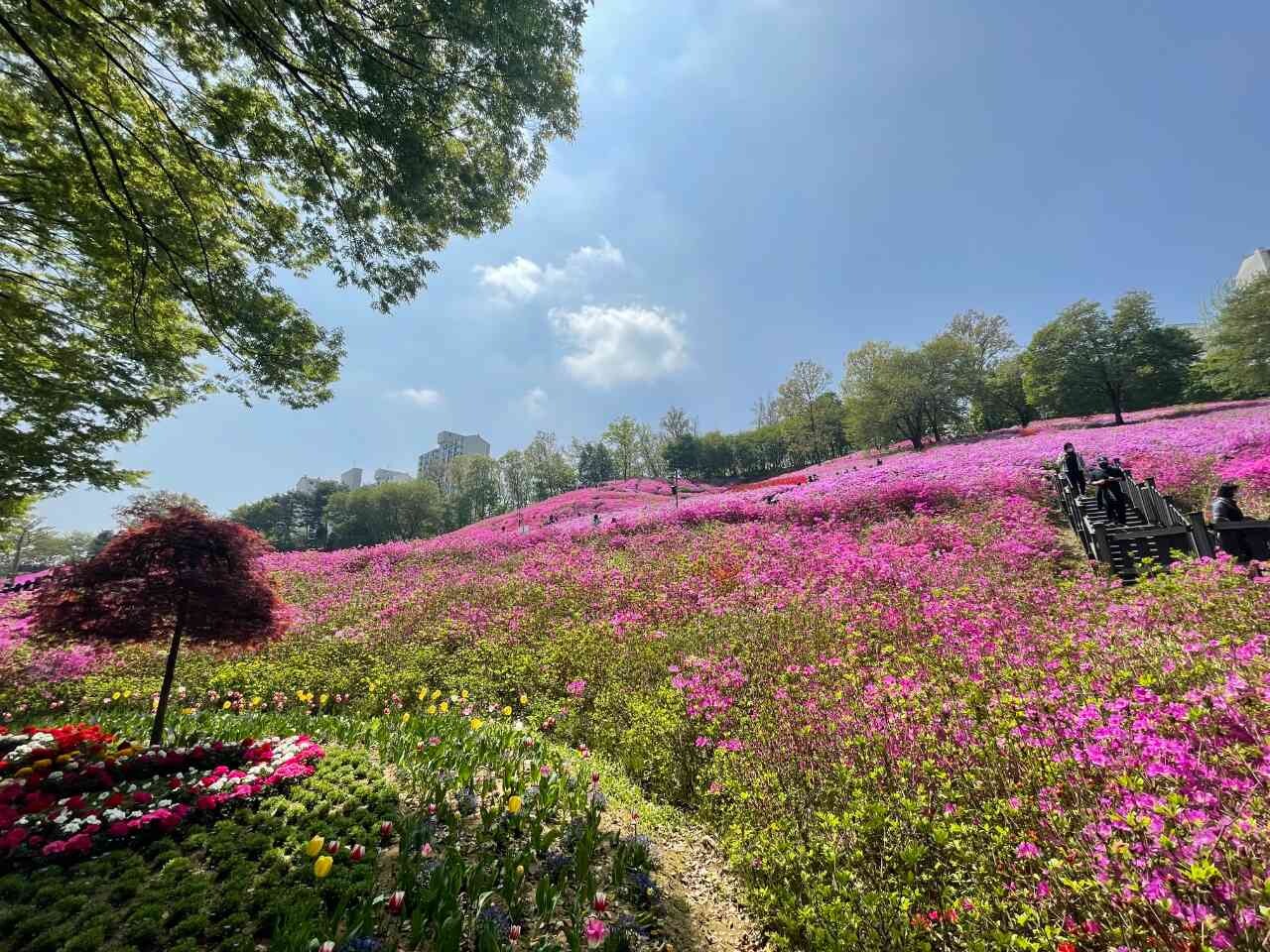 철쭉이 절정이네요 이미지5