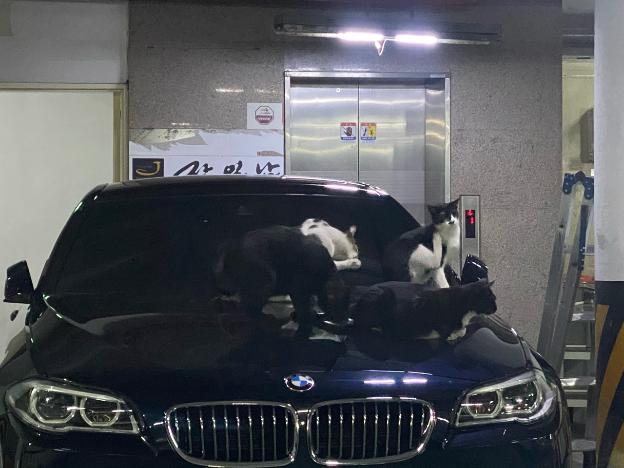 고양이 맛집 5시리즈ㅋㅋㅋ 게시글 썸네일