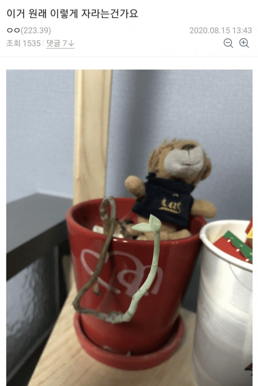 [유머] 오늘도 평화로운 식물 갤러리 이미지2