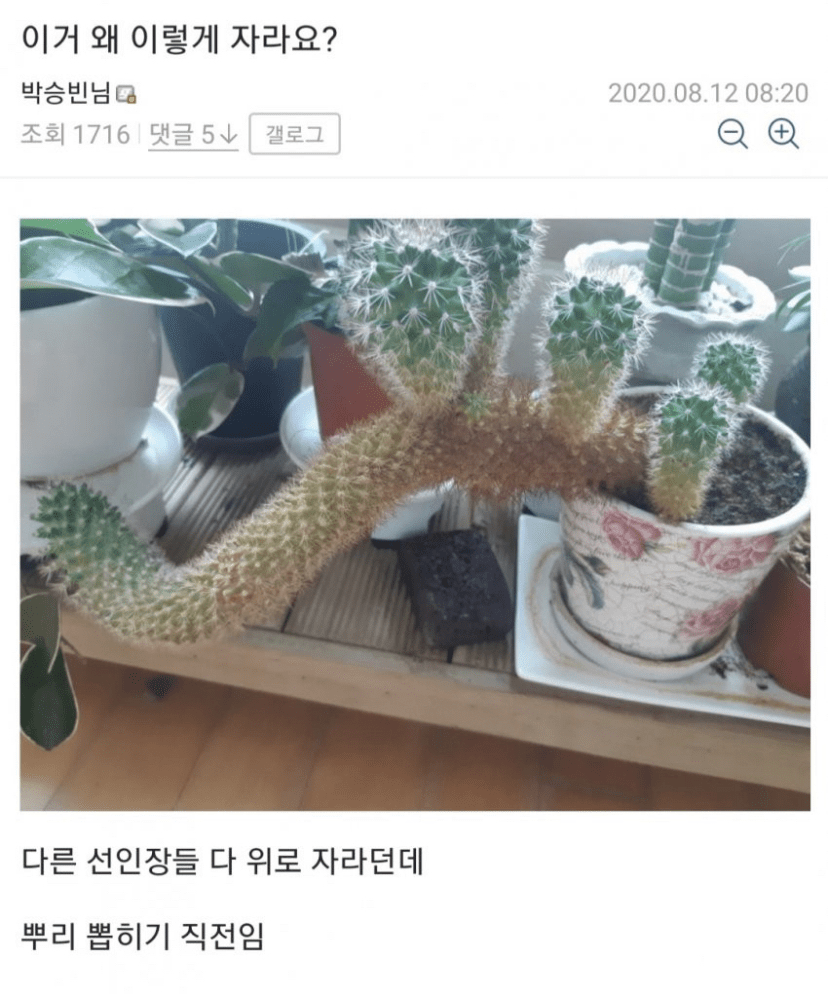 [유머] 오늘도 평화로운 식물 갤러리 이미지4