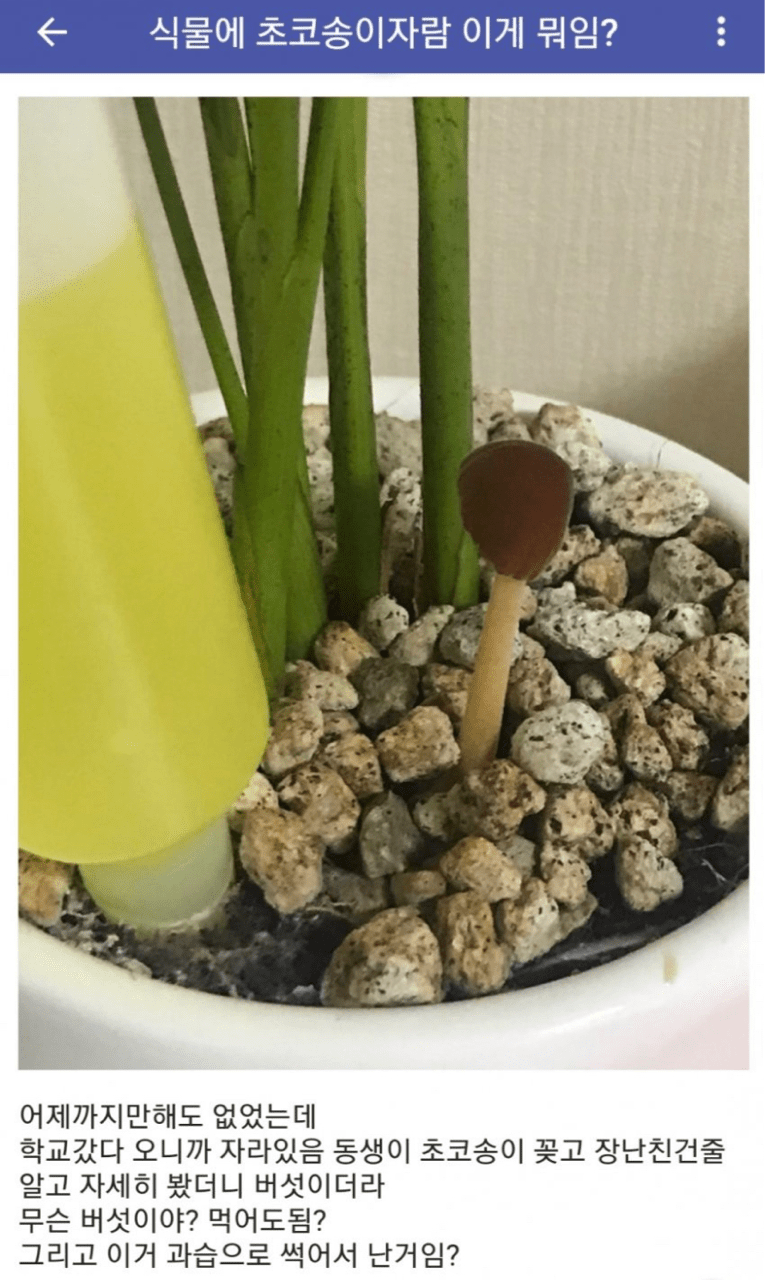 [유머] 오늘도 평화로운 식물 갤러리 이미지7
