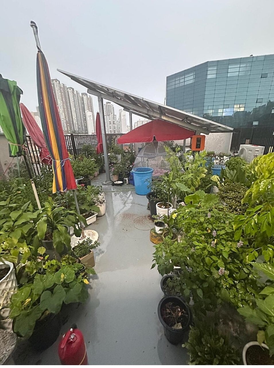 보배드림에 올라온 빌라 식물빌런 ㄷㄷ  게시글 썸네일