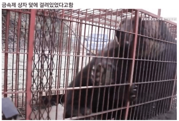 일본 북해도에서 잡힌 야생곰 ㄷㄷㄷ  게시글 썸네일