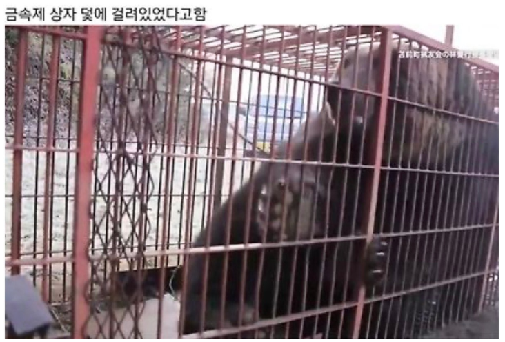 일본 북해도에서 잡힌 야생곰 ㄷㄷㄷ  게시글 썸네일