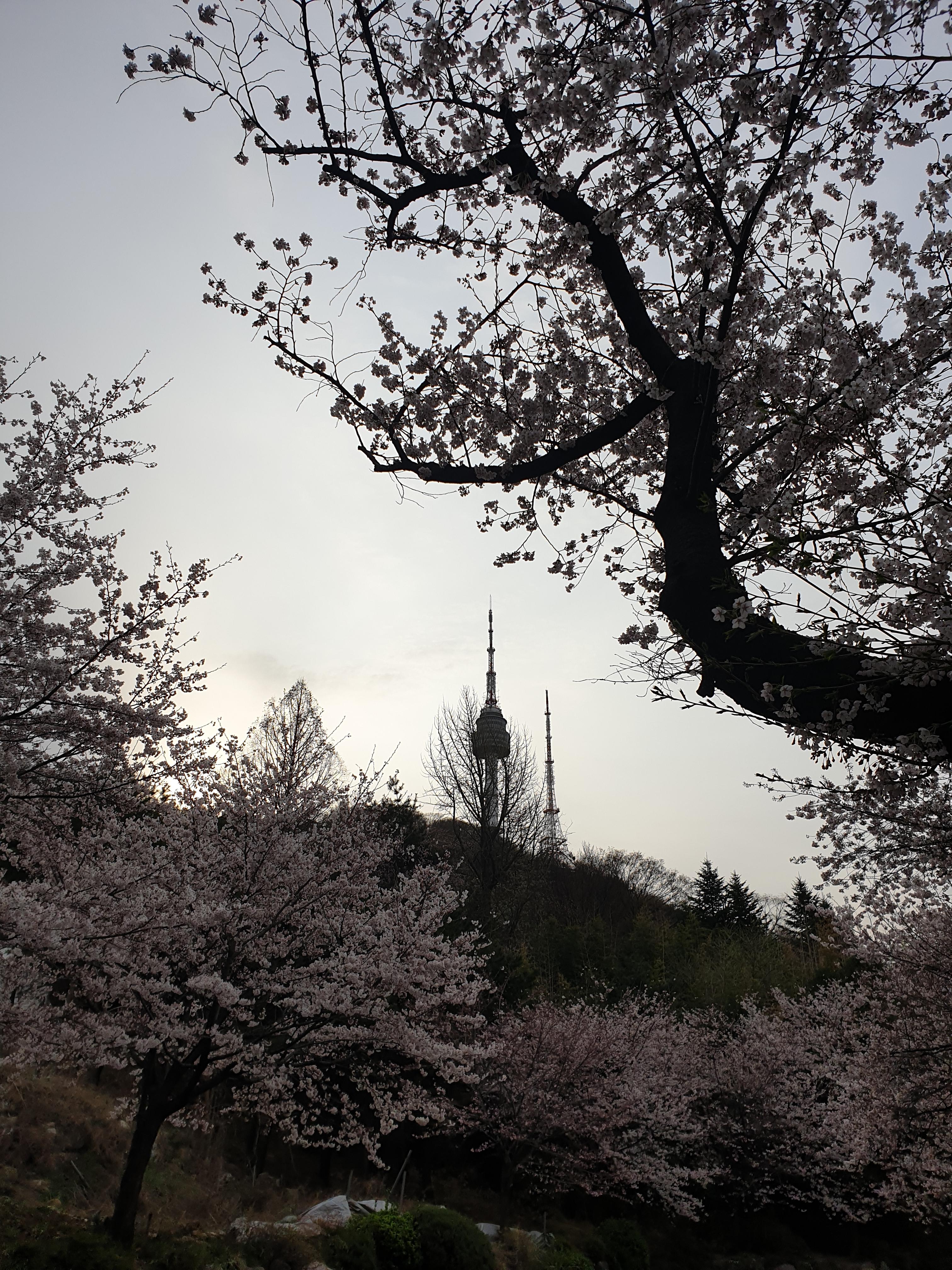남산 꽃 구경 하세요~ 게시글 썸네일